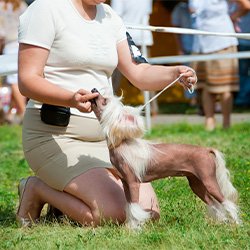 Dog Leashes - Show Leads